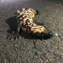 Heloderma suspectum suspectum