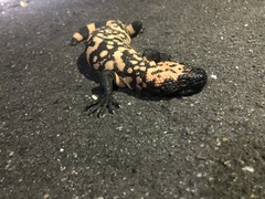 Heloderma suspectum suspectum