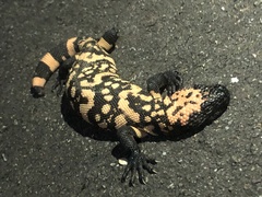 Heloderma suspectum suspectum