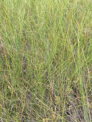 Carex sterilis