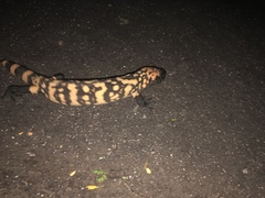 Heloderma suspectum suspectum