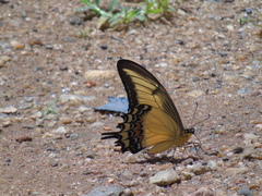 Heraclides androgeus