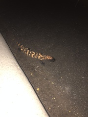 Heloderma suspectum suspectum