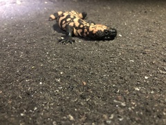 Heloderma suspectum suspectum