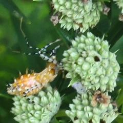 Pselliopus cinctus
