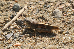 Cratypedes neglectus