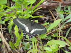 Parides bunichus