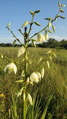 Yucca louisianensis