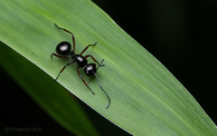 Polyrhachis rastellata