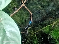 Pseudagrion microcephalum