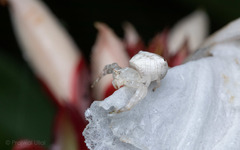 Thomisus spectabilis