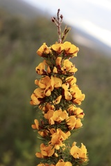Pultenaea mollis