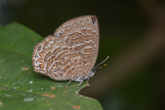 Poritia sumatrae