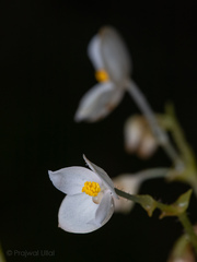 Begonia crenata