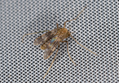 Psectrotanypus varius