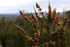 Pultenaea mollis