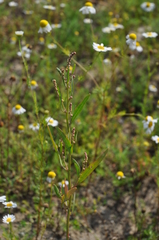 Atriplex intracontinentalis