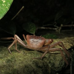 Geothelphusa tenuimanus