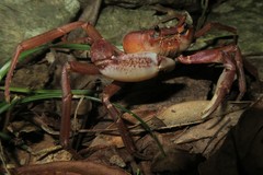 Geothelphusa tenuimanus
