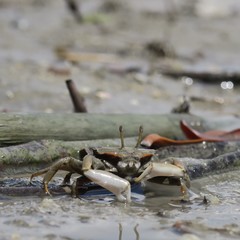 Macrophthalmus banzai