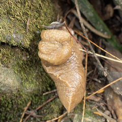 Urocyclidae