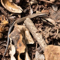 Panaspis wahlbergii