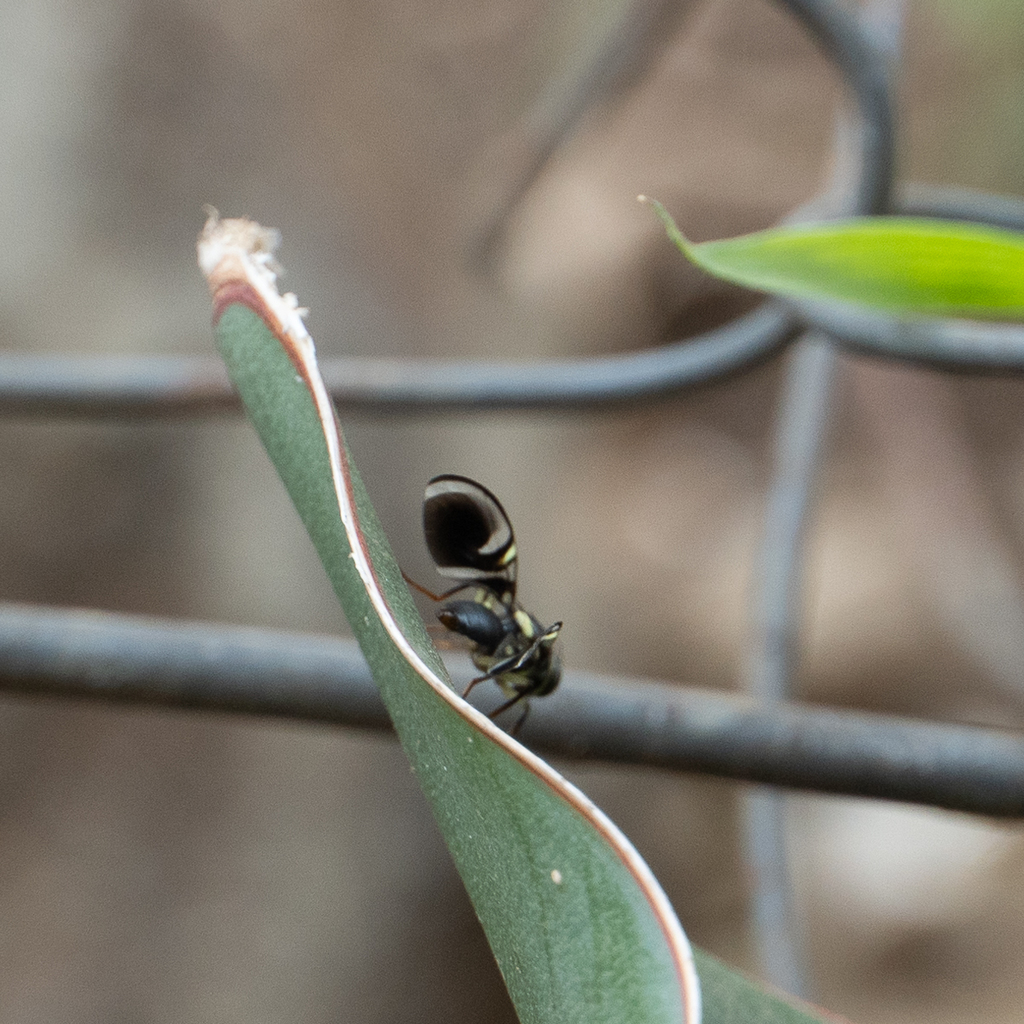 Taomyia