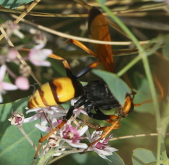 Cryptocheilus annulatus