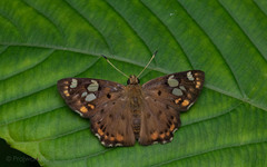 Coladenia indrani