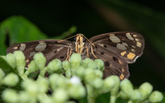 Coladenia indrani