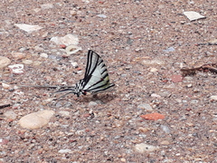 Protesilaus protesilaus