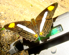 Adelpha iphiclus