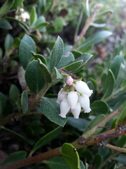 Arctostaphylos pacifica