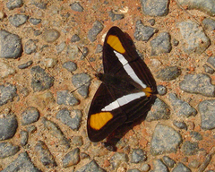 Adelpha syma
