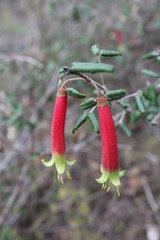 Correa reflexa speciosa