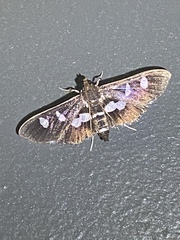 Desmia subdivisalis