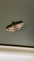 Desmia subdivisalis