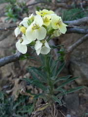 Erysimum franciscanum