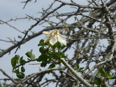 Gardenia cornuta