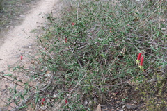 Correa reflexa speciosa