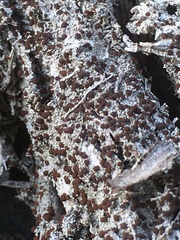 Bryoplaca sinapisperma