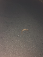 Heloderma suspectum suspectum