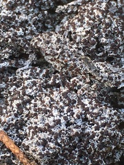 Bryoplaca sinapisperma