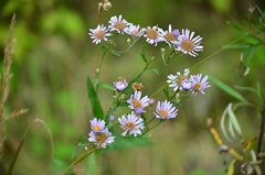 Aster tataricus