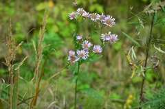 Aster tataricus