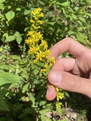 Solidago squarrosa