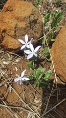 Barleria argillicola