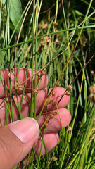 Juncus filiformis