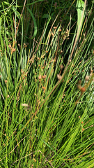 Juncus filiformis