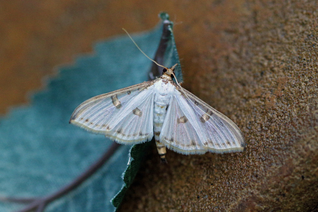 Palpita metallata